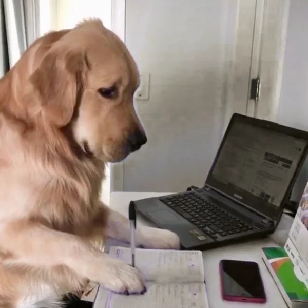 A dog working on a laptop